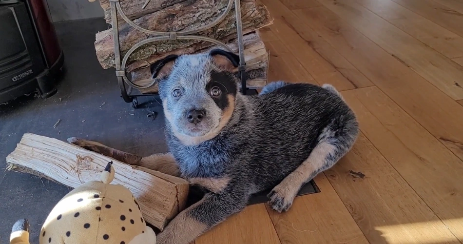 Australian cattle dog  