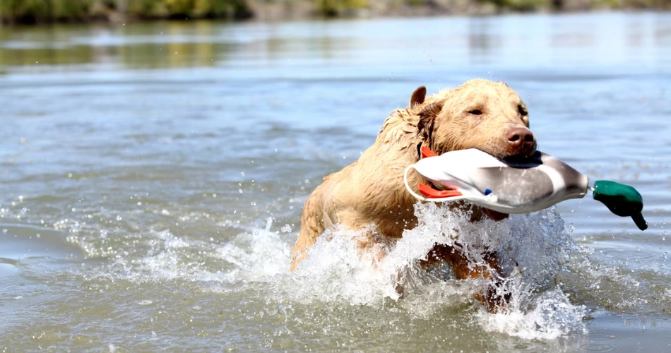 Chesapeake Bay Retriever