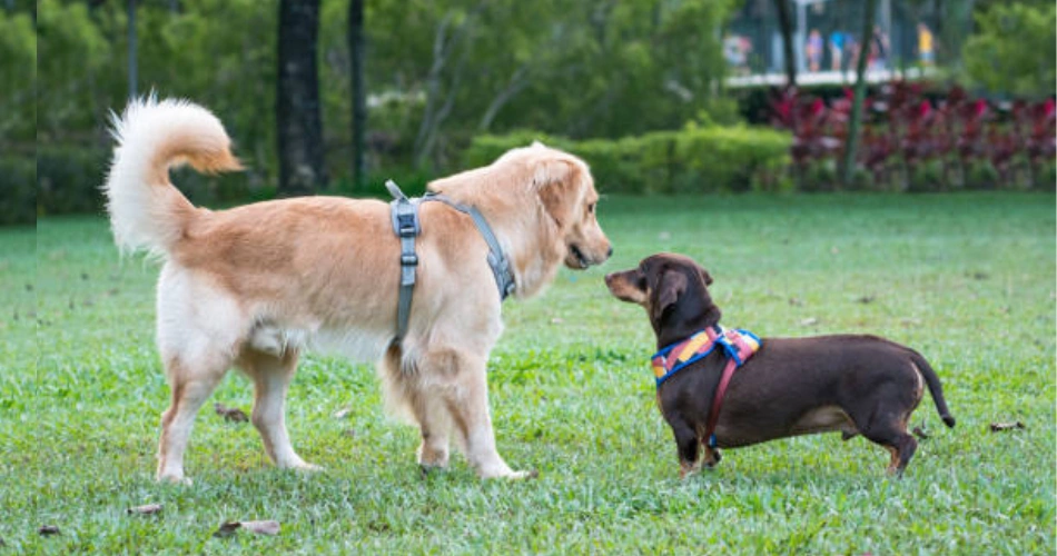 playing of  LRADOR RETRIEVER DOG BREEDS with others dogs 