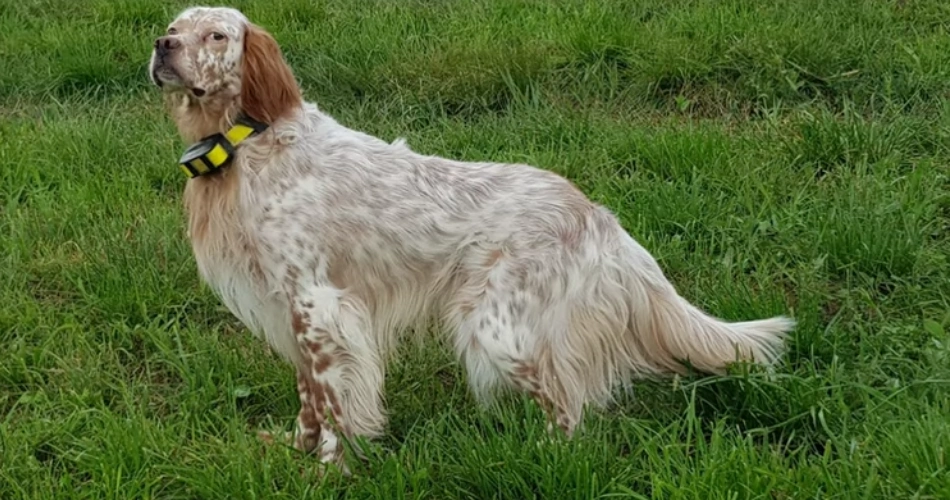 English Setter DOG 
BEST HUNTING DOG 