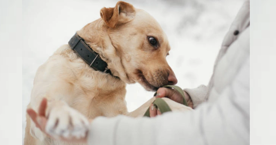 caring of Labrador Retrievers