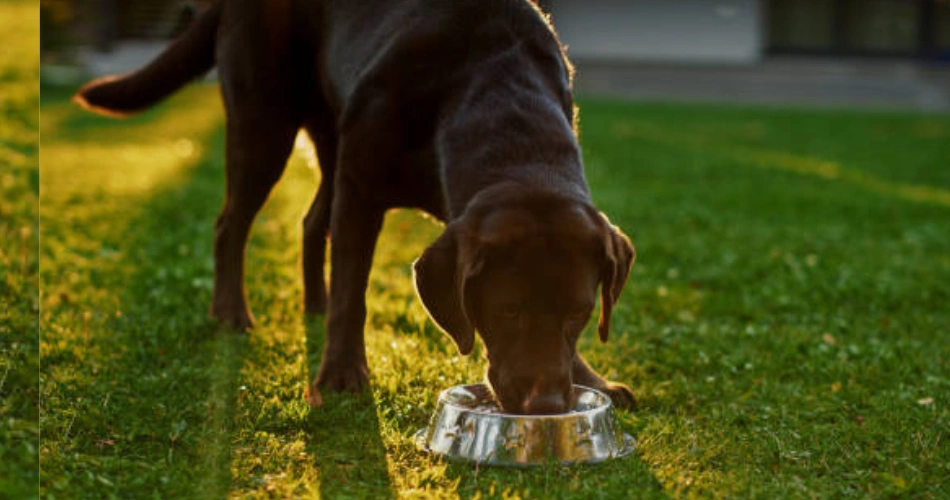 feeding of Labrador Retrievers