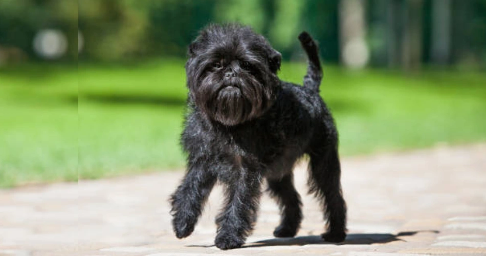 Affenpinscher dog breed