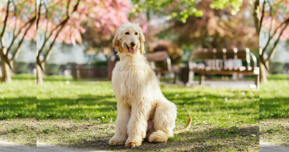  Afghan Hound dog 