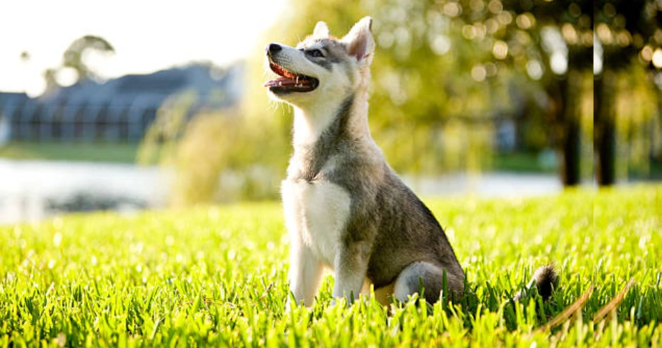 Alaskan Klee Kai  dog breeder 