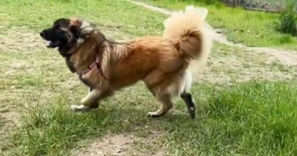 An Estrela Mountain Dog