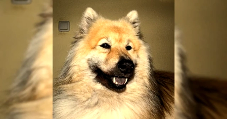   Eurasier dog breeds 
EASIER TRAINABLE DOG BREEDS 