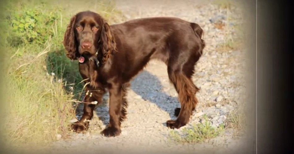 Field Spaniel DOG 
HUNTING DOGS 
BEST COMPANIAN DOGS 