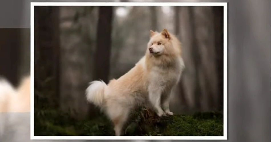 Finnish Lapphund