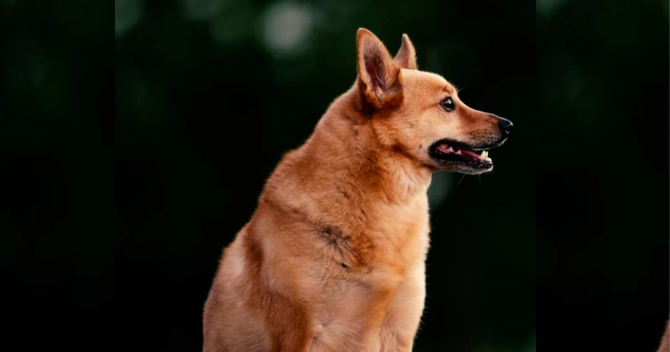  Finnish Spitz