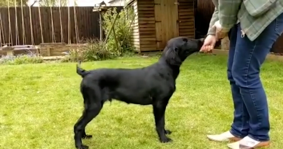 Flat-Coated Retriever