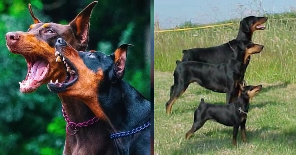  German Pinscher 