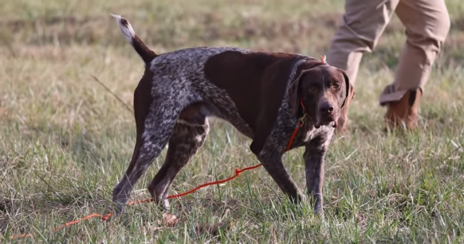  German Shorthaired Pointer 