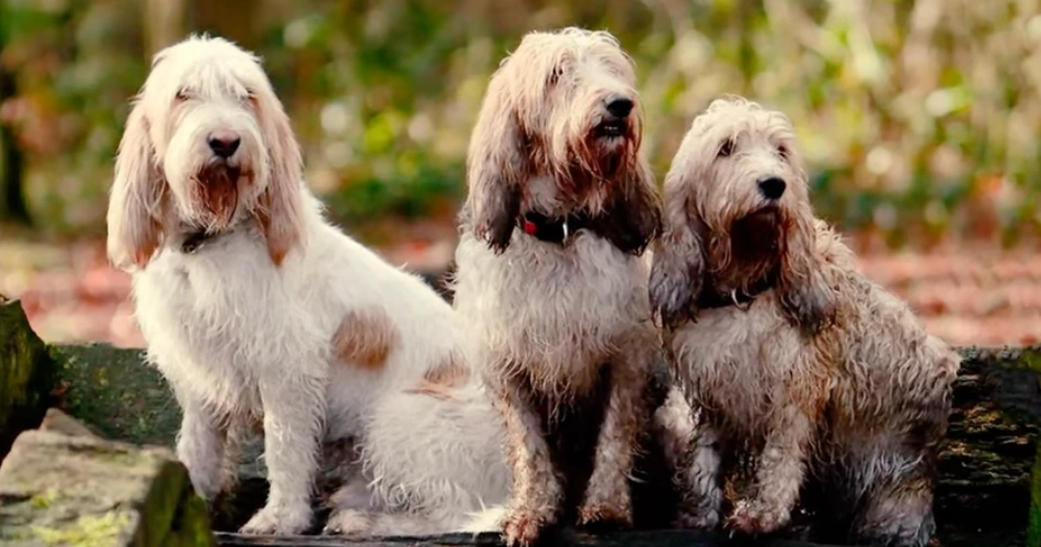 Grand Basset Griffon Vendéen