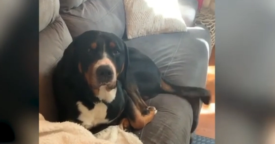 Greater Swiss Mountain Dog