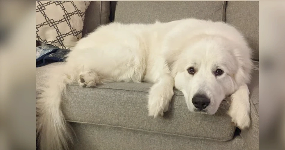 Great Pyrenees