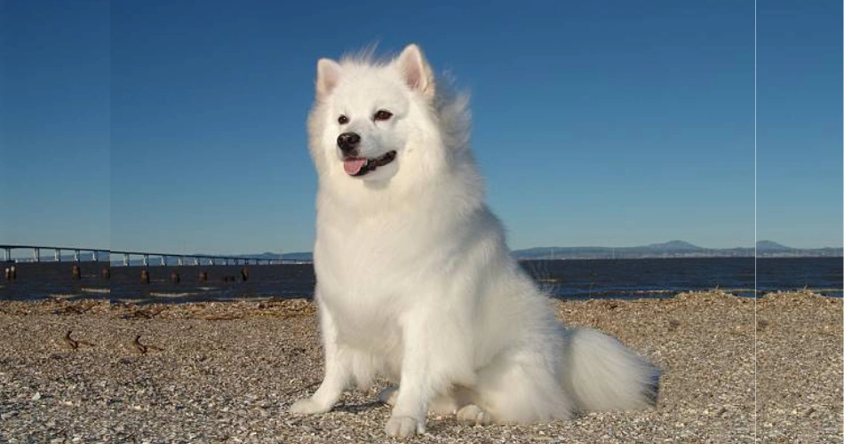 american eskimo dog breed