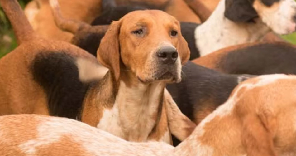 American Foxhound dog breed 