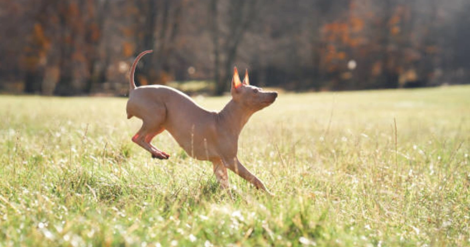  American Hairless Terrier