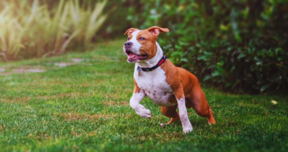  American Staffordshire Terrier dog breeds 