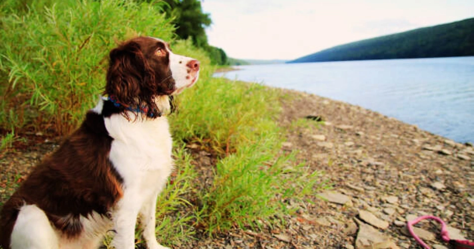  American Water Spaniel