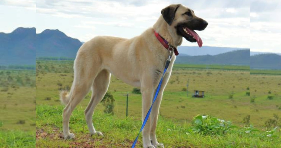 Anatolian Shepherd dogs 