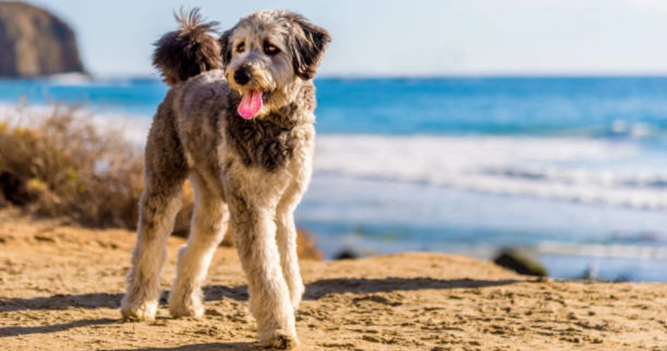  Aussiedoodle dog breeds 