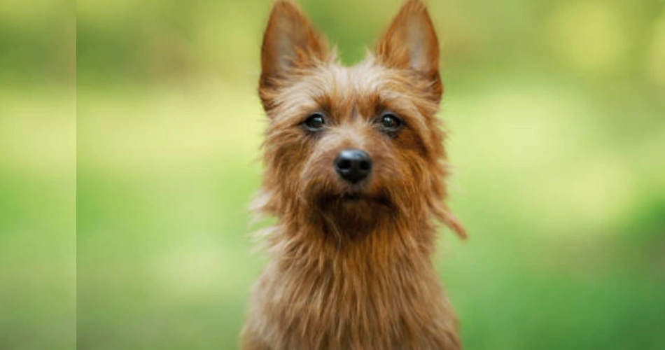 Australian Terrier dog 