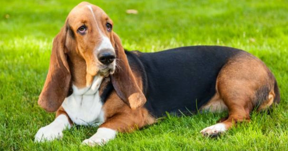 Basset Hounds dogs 