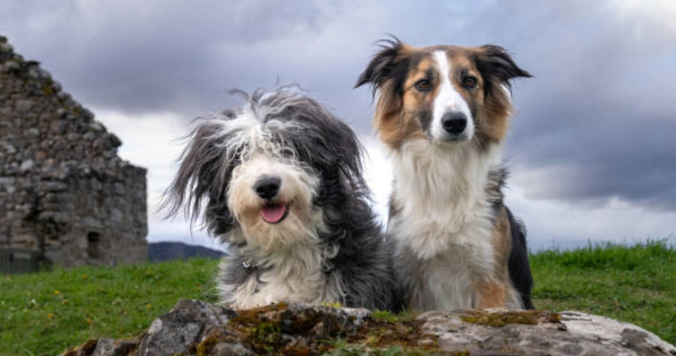  Bearded Collie