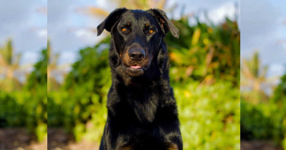 Beauceron dog 