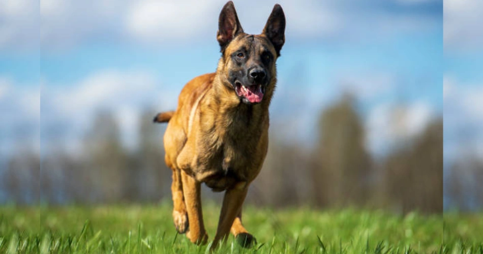  Belgian SHEPHERD