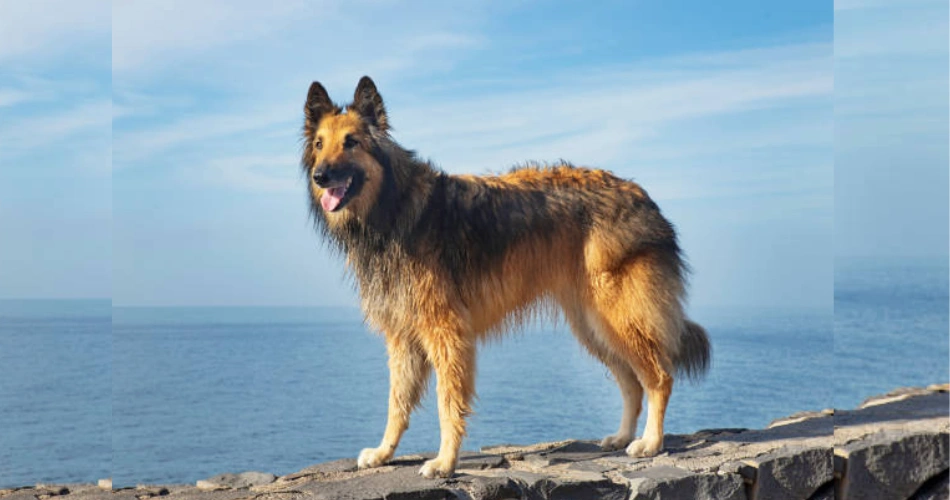 belgian tervuren shepherd