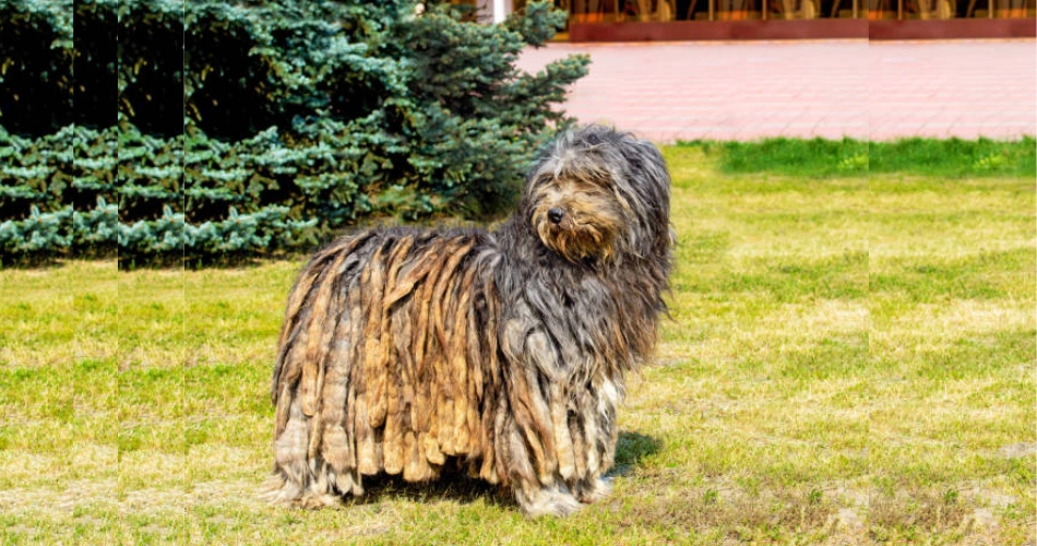  Bergamasco dogs 