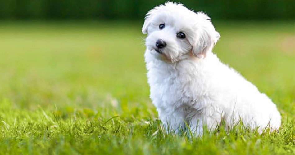 Bichon Frise dog(puppies)