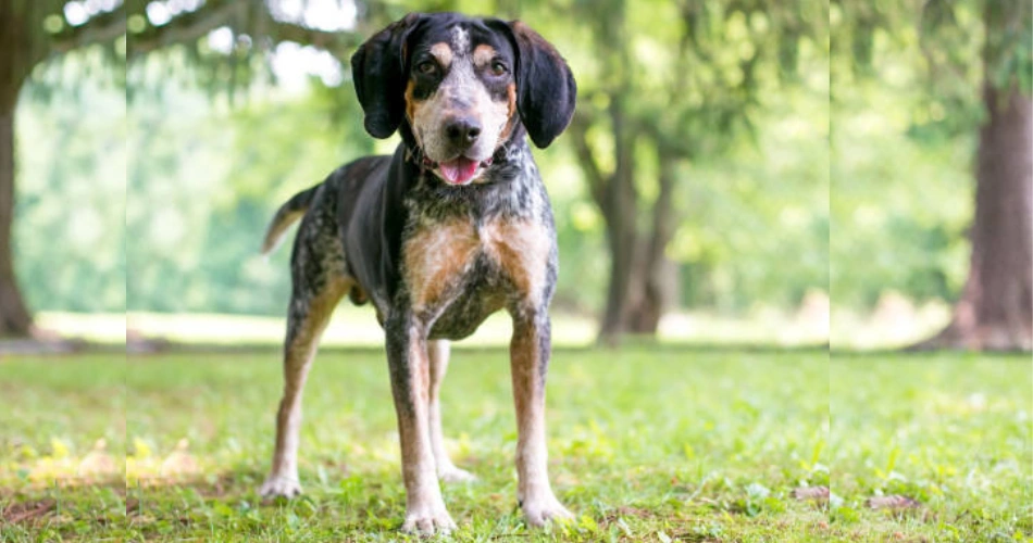 Black and Tan Coonhound