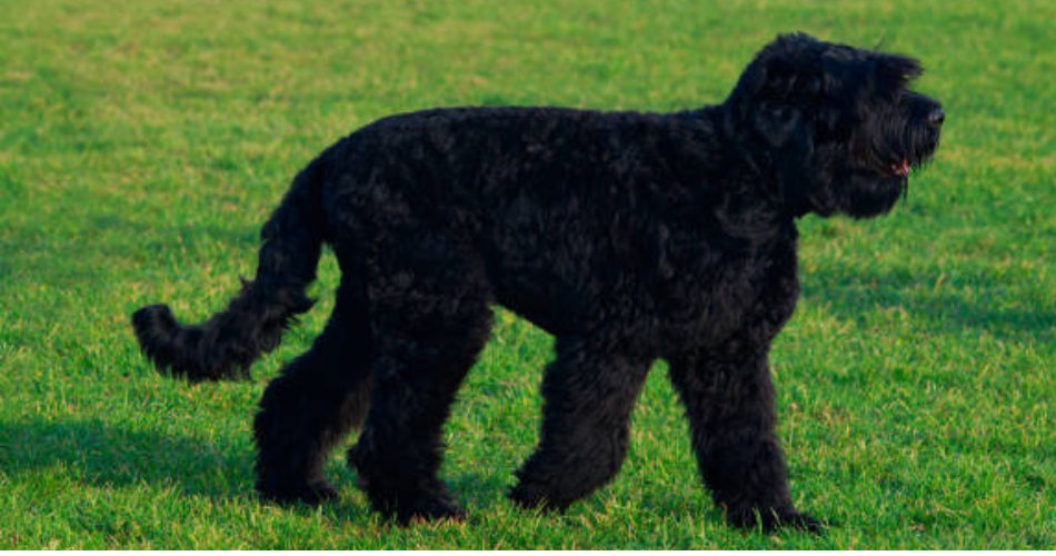  Black Russian Terrier