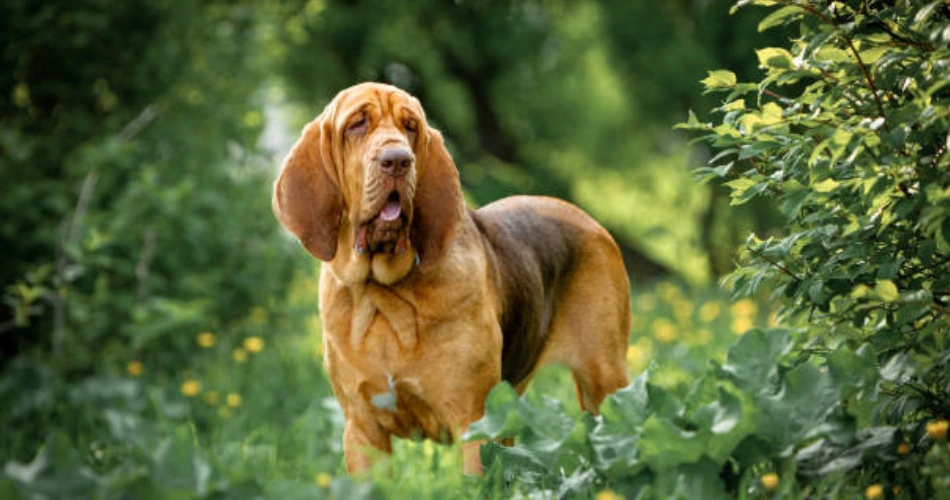 Bloodhound Dog Breed