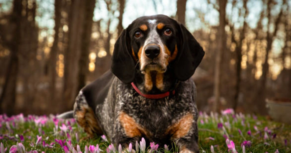 Bluetick Coonhound dog 