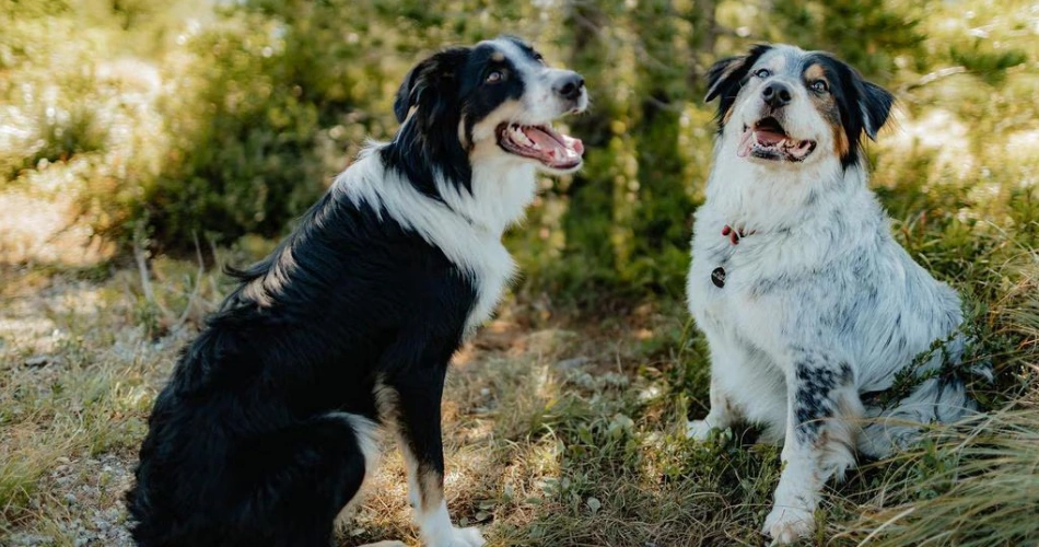 Border Aussie dog 