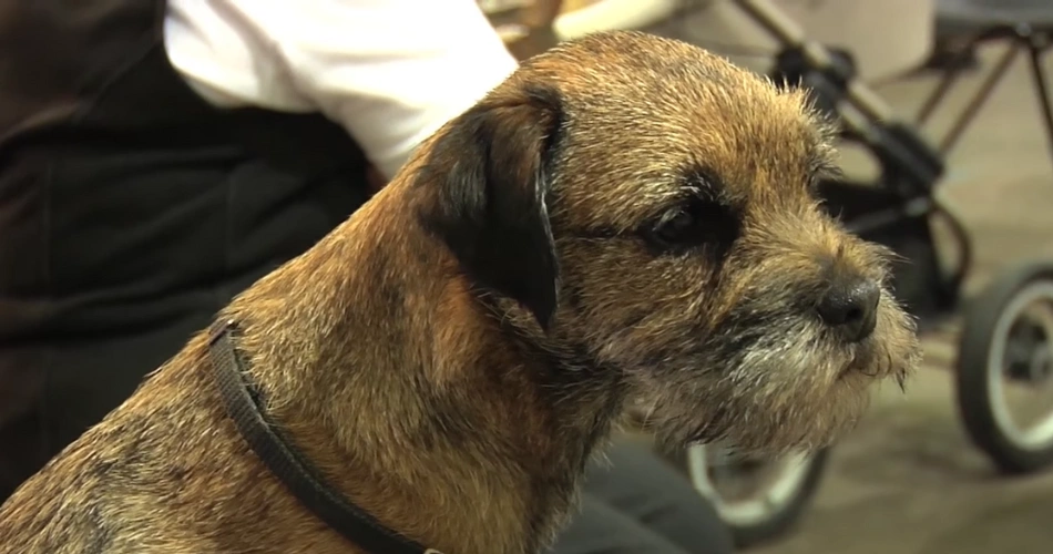 Border Terrier puppy