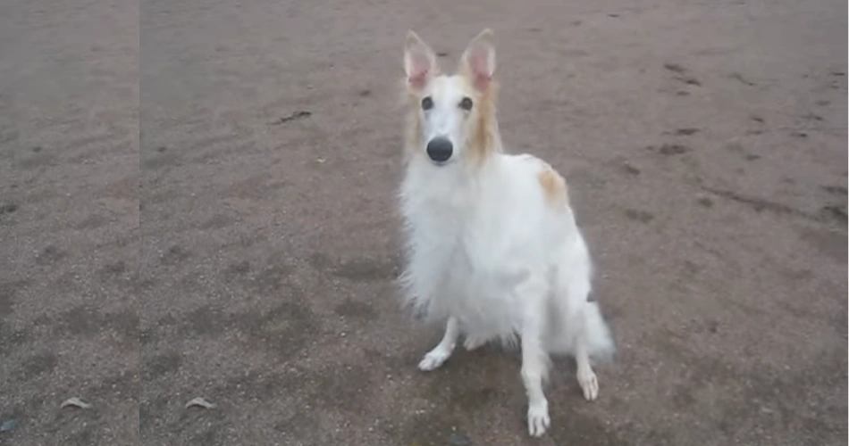 Borzoi breeds dog 