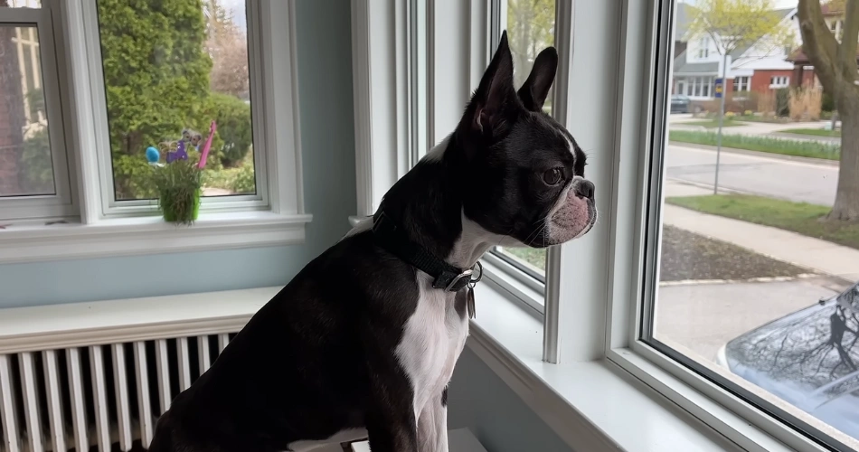 Boston Terrier dog 