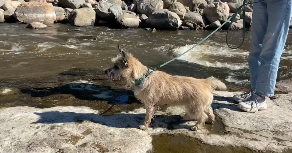 Cairn Terrier dogs 