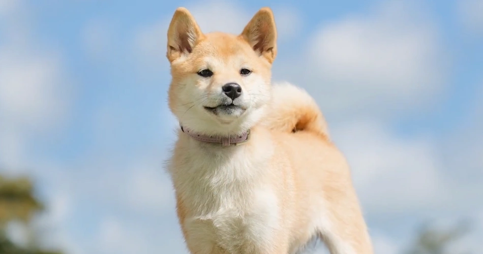 Canaan dog is a crossbreed pet 