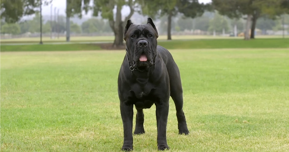 Cane Corso dogs 