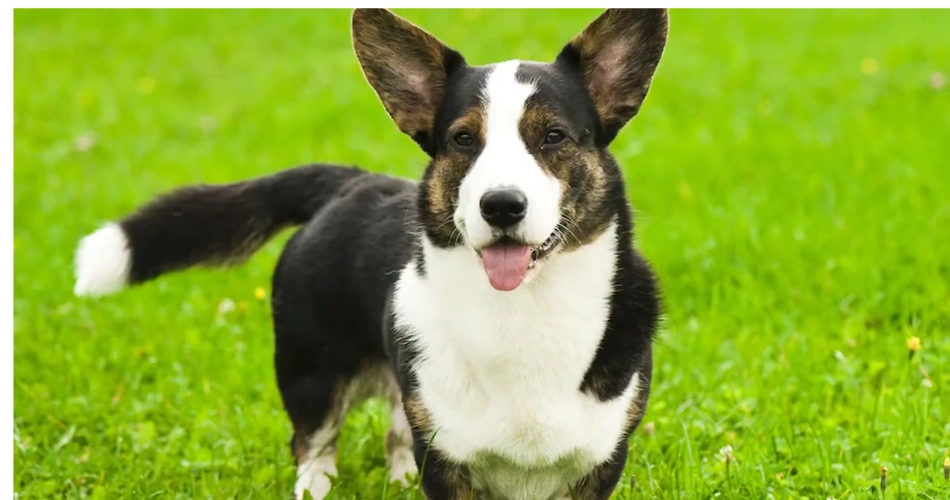 Cardigan Welsh Corgi