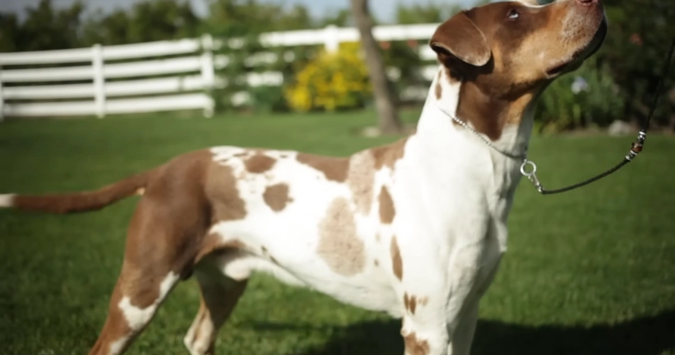  Catahoula Leopard Dog