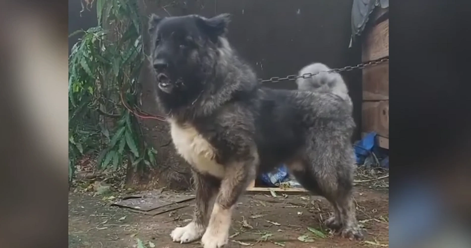 Caucasian Shepherd Dog