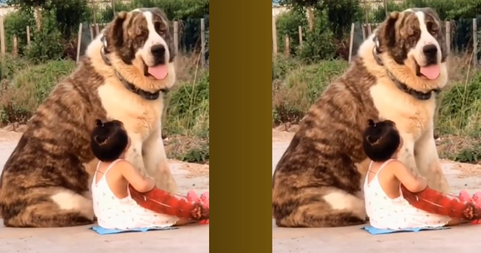 Central Asian Shepherd Dog
mountain dogs 